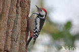 Middelste Bonte Specht (Dendrocopos medius)