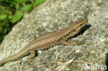 Muurhagedis (Podarcis muralis) 