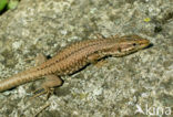 Muurhagedis (Podarcis muralis) 