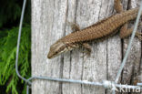 Wall Lizard (Podarcis muralis)