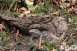 European Nightjar (Caprimulgus europaeus)