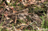European Nightjar (Caprimulgus europaeus)