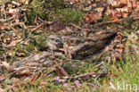 European Nightjar (Caprimulgus europaeus)