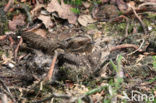 European Nightjar (Caprimulgus europaeus)