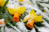 daffodil (Narcissus spec.)