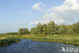 Nationaal Park de Biesbosch