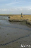 Nationaal Park Oosterschelde