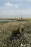 Nationaal Park Oosterschelde