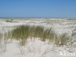 National Park Schiermonnikoog