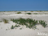 Nationaal park Schiermonnikoog