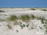 Nationaal park Schiermonnikoog