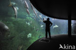 Nausicaa Aquarium