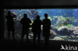 Nausicaa Aquarium