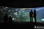 Nausicaa Aquarium