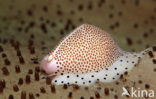Umbilical Egg Shell
