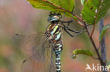 Subarctic Darner (Aeshna subarctica)