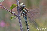 Noordse glazenmaker (Aeshna subarctica) 
