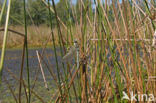 Subarctic Darner (Aeshna subarctica)