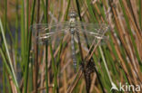 Noordse glazenmaker (Aeshna subarctica) 