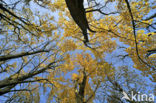 Norway Maple (Acer platanoides)