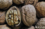 Walnut (Juglans regia) 