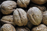 Walnut (Juglans regia) 