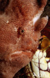 Giant Frogfish (Antennarius commersonii)