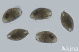 Ostracoda sp.