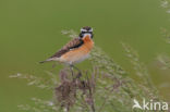 Paapje (Saxicola rubetra) 