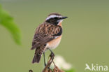 Paapje (Saxicola rubetra) 