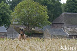 Horse (Equus spp)