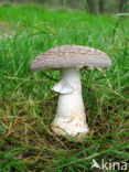 The Blusher (Amanita rubescens)