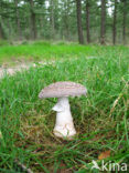 The Blusher (Amanita rubescens)