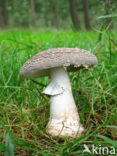 The Blusher (Amanita rubescens)