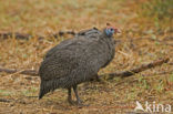 Helmeted Guineafowl (Numida meleagris)