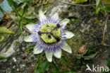 passionflower (Passiflora spec.)