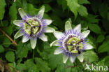 passionflower (Passiflora spec.)