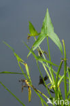 Pijlkruid (Sagittaria sagittifolia)