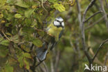Blue Tit (Parus caeruleus)
