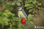 Blue Tit (Parus caeruleus)