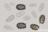 Polykrikos sp.