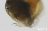 Pseudochydorus globosus