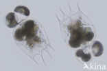 Rotifer (Brachionus calyciflorus)