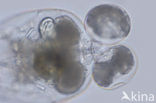 Rotifer (Brachionus calyciflorus)