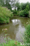 Reuzenbalsemien (Impatiens glandulifera)