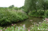 Indian Balsam (Impatiens glandulifera)