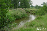 Reuzenbalsemien (Impatiens glandulifera)