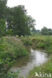 Indian Balsam (Impatiens glandulifera)