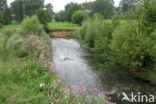 Reuzenbalsemien (Impatiens glandulifera)