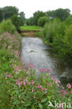 Reuzenbalsemien (Impatiens glandulifera)